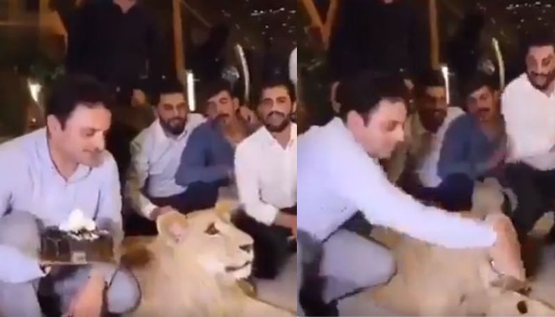 Man smashes cake in pet lion's face video goes viral