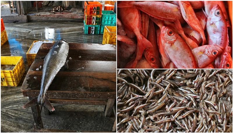 raid in fish markets to find poison