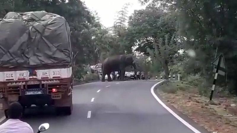 Elephant Standing in Middle of the road video...