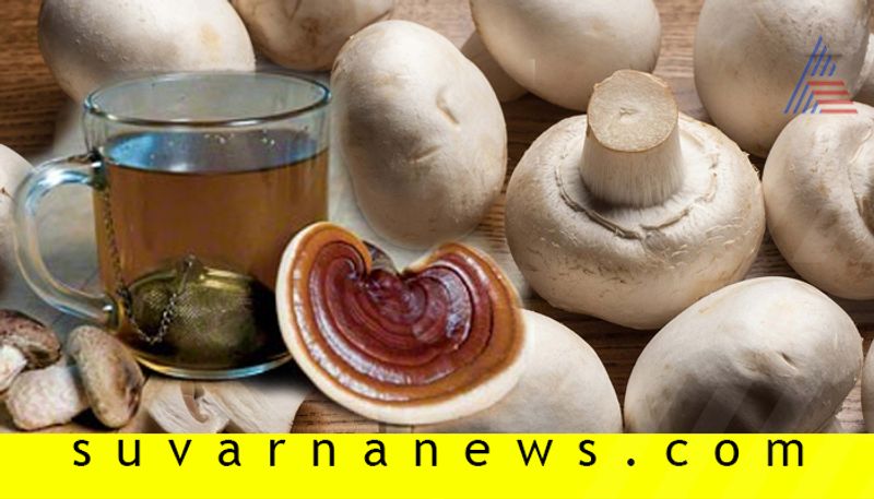 Why Mushroom tea is good for health like black and green tea