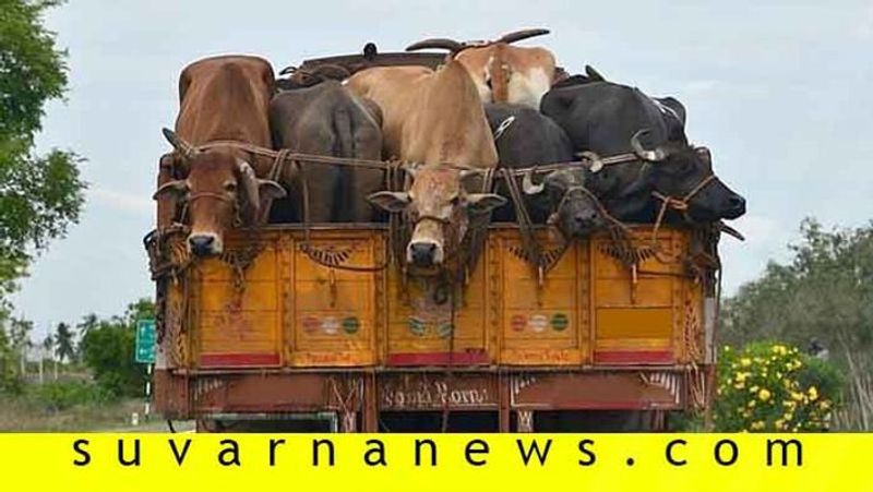 59 cattle transport in single container police arrest 4 in Kota