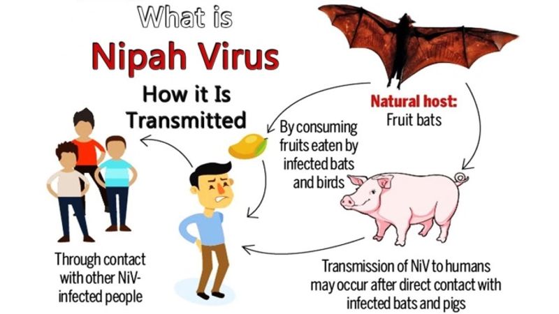 JIPMER patient with suspected Nipah symptoms tests negative for virus