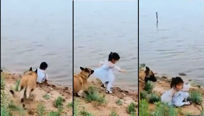 pet dog save child from falling in to water video goes viral