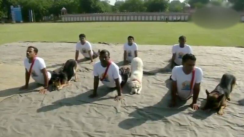 Dog doing yoga with trainers video..