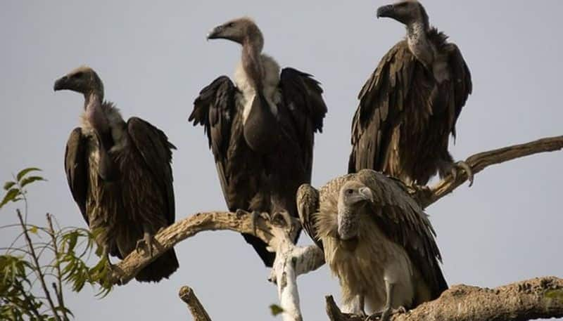 Karnataka Ramanagara to host  Vulture Reproduction Centre