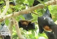 Nipah virus Kerala 12 fruit bat samples test positive