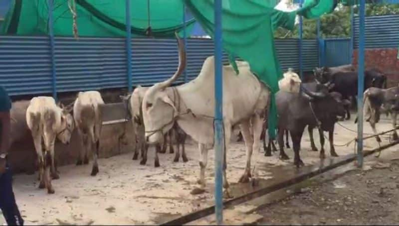 26 Cattle Dies Due To Skin Disease In Chamarajanagar district gvd