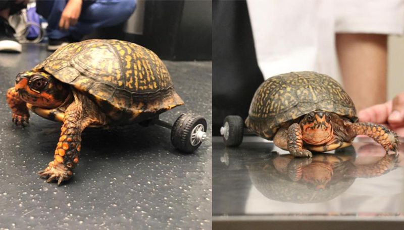 girls build special wheel chair for Handicapped turtle