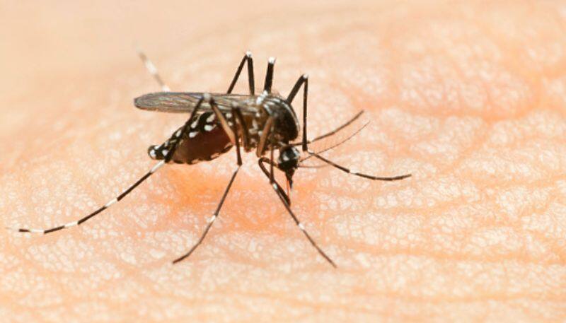 Symptoms cause and prevention for dengue fever