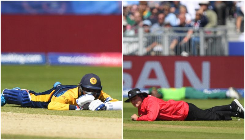 honeybee attack in srilanka vs south africa match