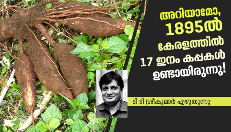 history of  Cassava in kerala by TT Sreeekumar