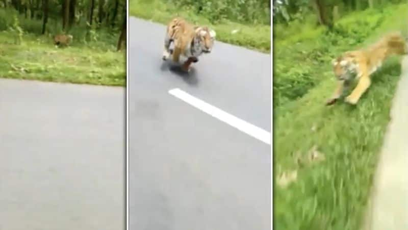 Tiger Chasing Bike on Road video..