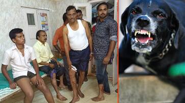 Dog attacks continue in Karnataka: 20 injured in Hubballi; 6 sheep killed in Kolar