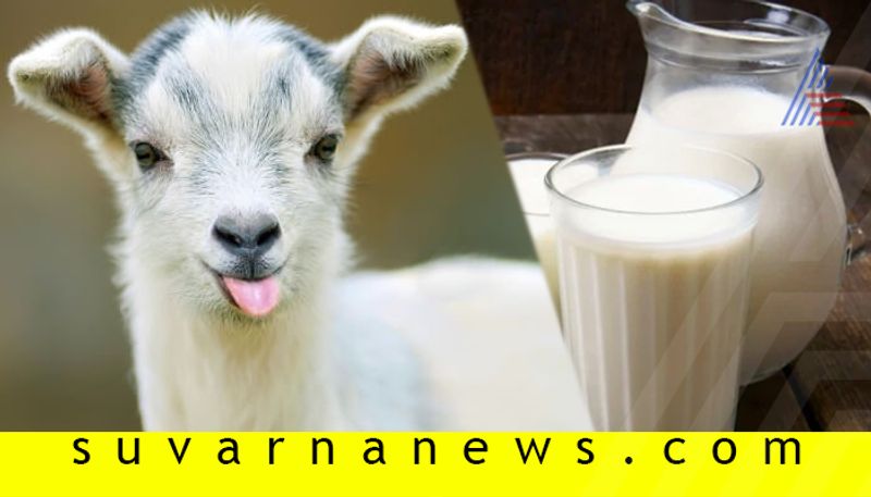 7 health benefits of goat milk