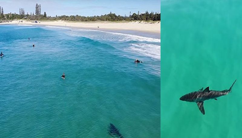 Terrifying footage has been captured of a Great White Shark stalking unaware surfers