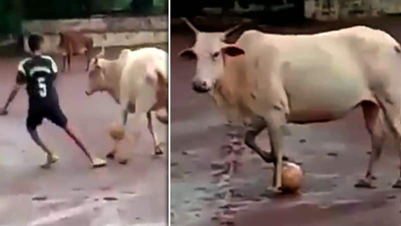 Cow Playing Football with youngsters video..