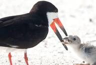 Viral: Black skimmer bird feeds baby chick cigarette butt