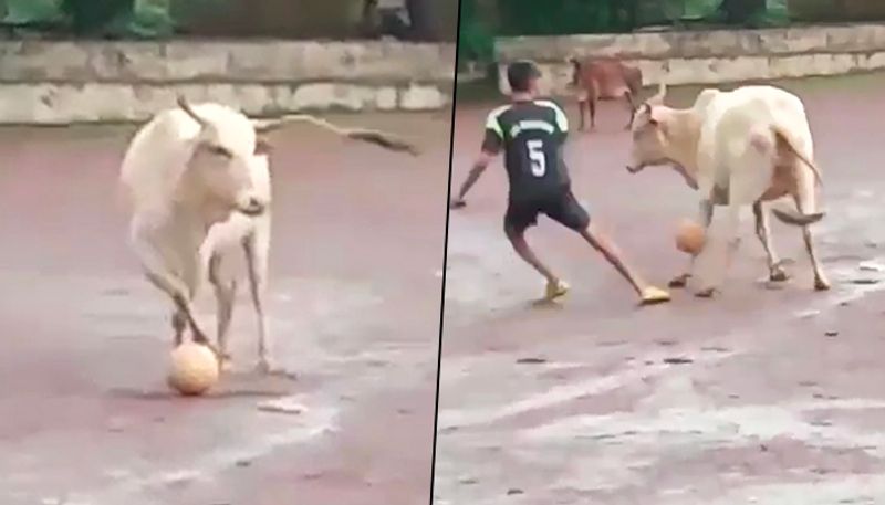 Viral video: Cow ‘plays football’ with boys in Goa; netizens praise ...