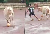 Cow plays football with boys in Goa netizens praise Cownaldo