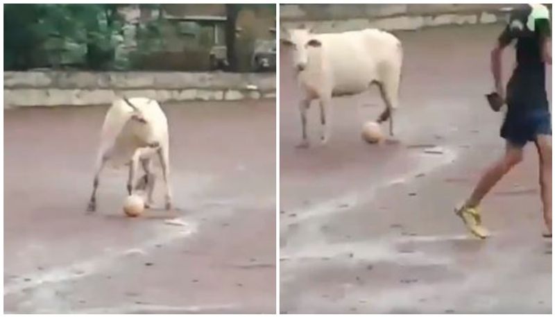 the viral video of cow playing football with boys