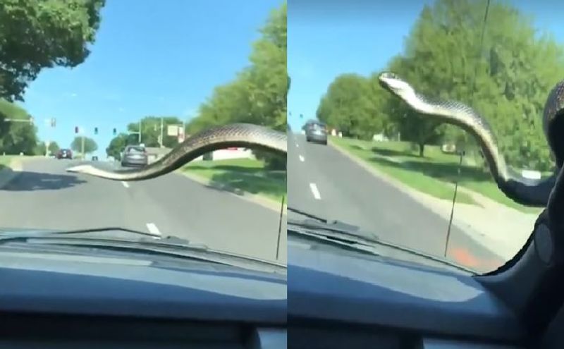 Snake found in moving car flicked off by wiper