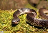 Woman sits on mating snakes while on call with husband