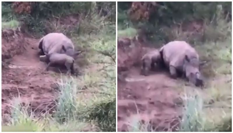 video of baby rhinoceros try to wake up dead mother