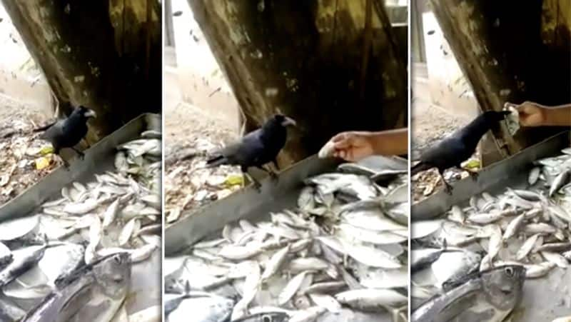 Crow want Fish..! Fighting with Shop Man Video..