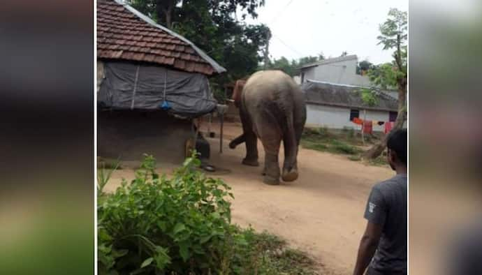 বড্ড খিদে পেয়েছে, সোজা রেশন ডিলারের বাড়িতে দাঁতাল