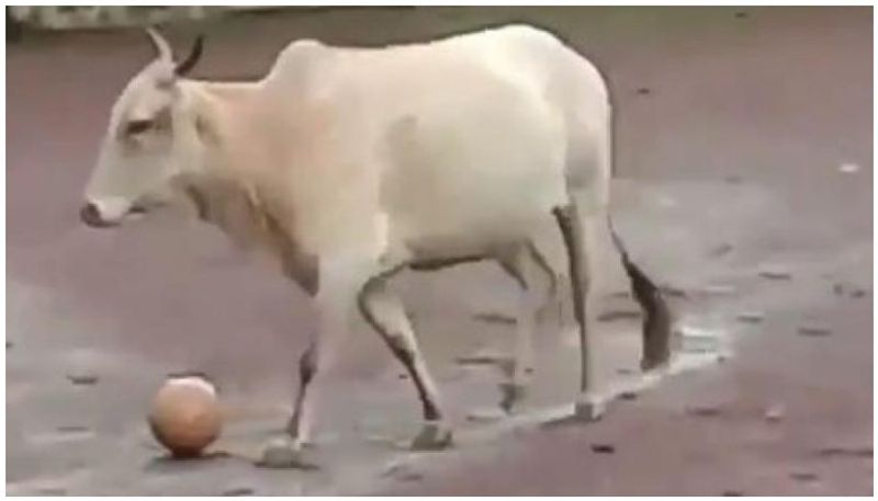 revealed the reality of viral video cow's football play