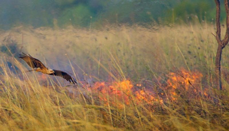 in Australia Firehawks intentionally setting the forests on fire