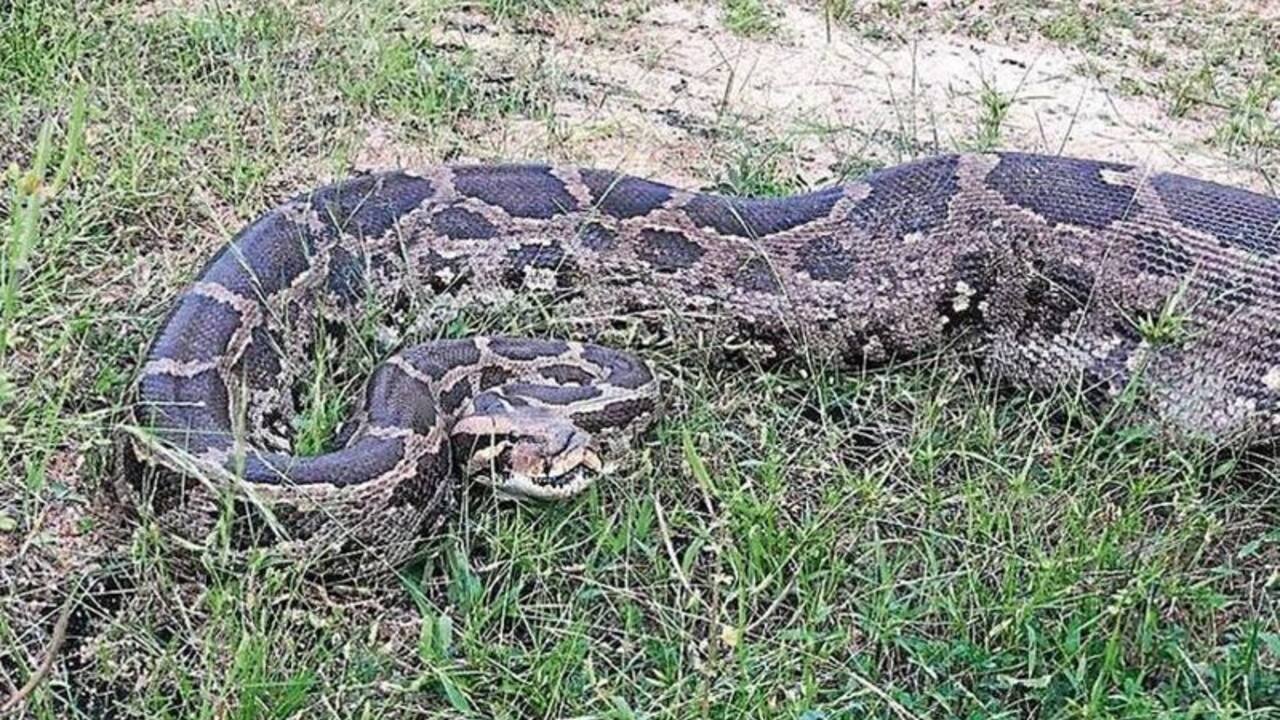 जब खेत में जुताई करते वक्त ट्रैक्टर में फंसा 10 फिट लंबा अजगर