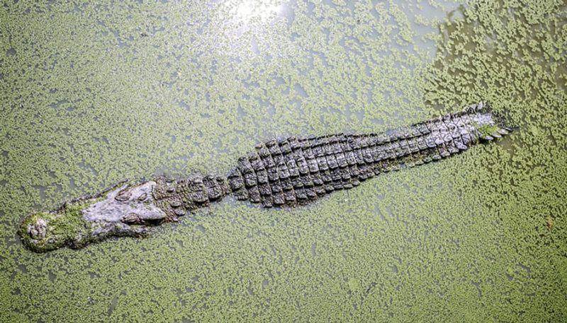 Some extinct species of crocs were plant-eaters explains fossil study