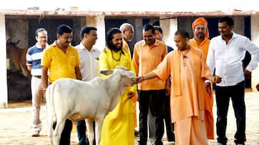 This special way taken by Chief Minister Yogi Adityanath to save cows