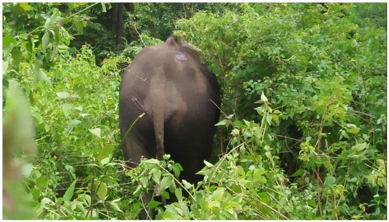 Wild Elephants enters into houses in Chikkamgaluru