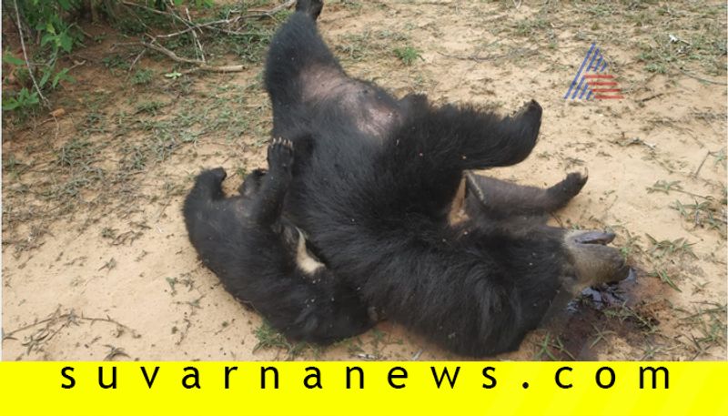 Two Bears dies of electric shock at Hosadurga