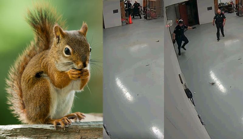 viral video of squirrel and two police officers from New Hampshire