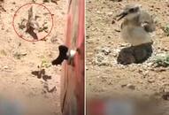 Video: Brave lil mom bird stops moving tractor to protect eggs