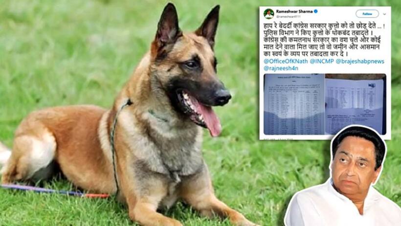 कमलनाथ सरकार ने किए डॉग्स स्कवाड के तबादले, बीजेपी बोली  कुत्तों को तो छोड़ देते