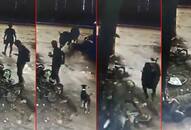 Kerala man peering at phone screen gets rammed by cows in Mumbai; video goes viral