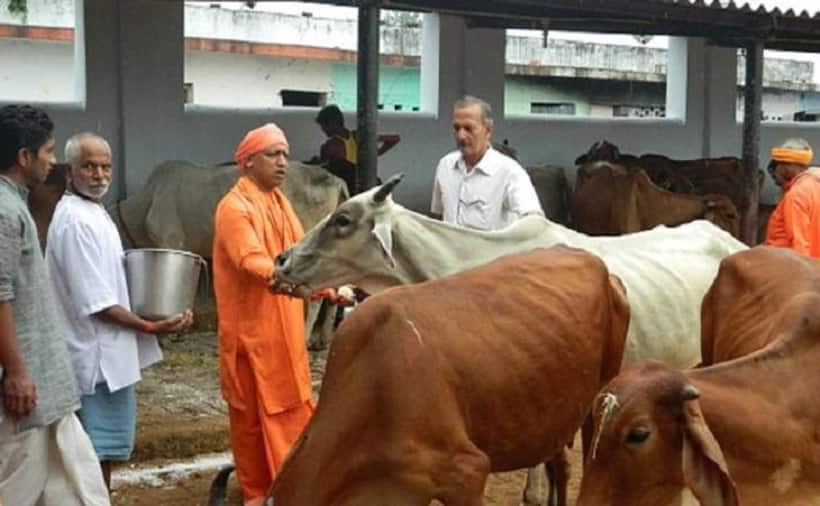 प्रदेश में गोवंश की मौत पर मुख्यमंत्री हुए सख्त, आठ अधिकारी निलंबित
