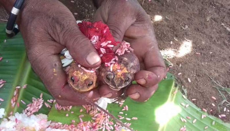 Frogs Marriage held at Madikeri for Rain