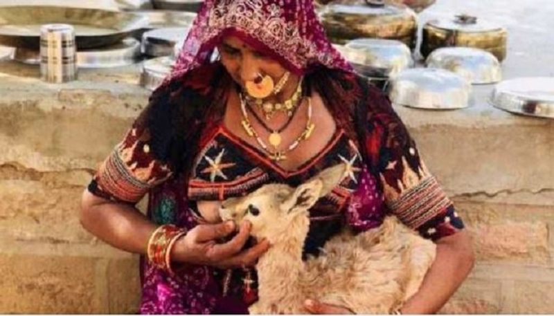 Bishnoi Mother Breastfeeds Baby Deer