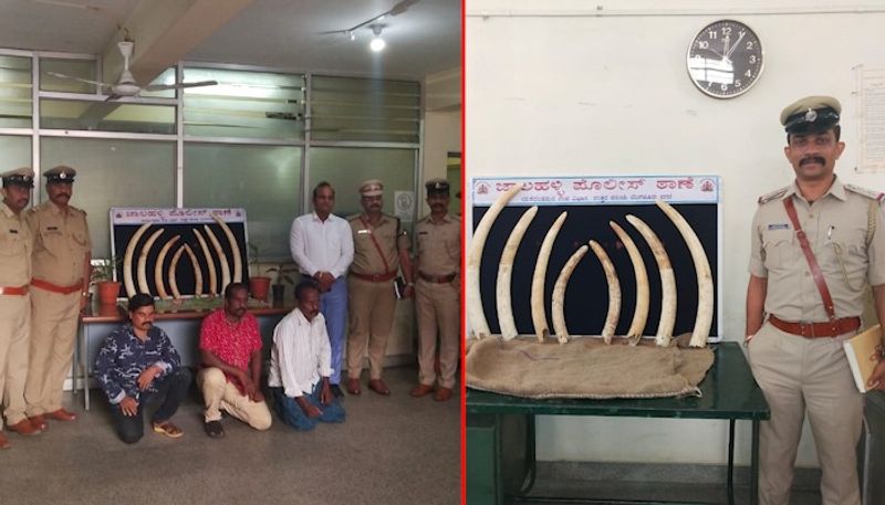 Bengaluru Police arrest four Tamil Nadu men for trying to sell elephant tusks in city