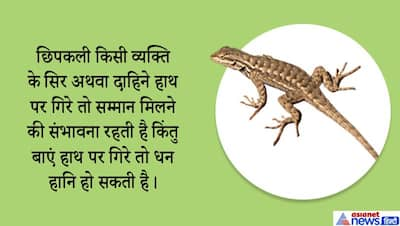 छिपकली से जुड़े हैं अनेक शकुन-अपशकुन, धन लाभ के संकेत भी देती है छिपकली