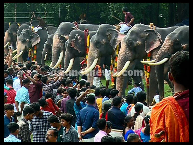 Aanayoottu Special elephant feast in Kerala wellness treatment for elephants begins at Vadakkunnathan Temple ckm