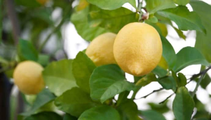 Lemon leaf