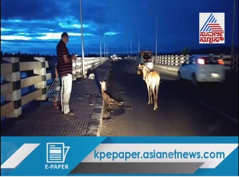 Heartwarming Story Baby horse injured mother horse stood in Bagalakote Highway