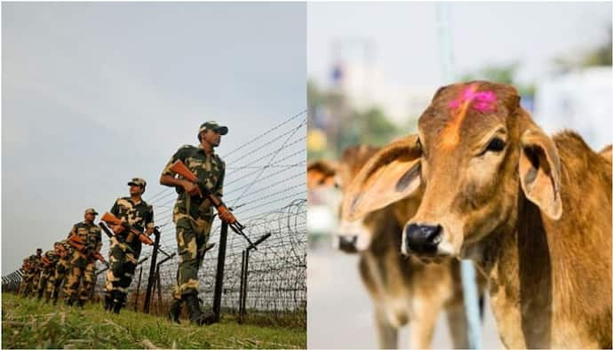 সীমান্তে জলপথে গবাদি পশুর পাচার রুখতে কড়া পদক্ষেপ বিএসএফ-এর