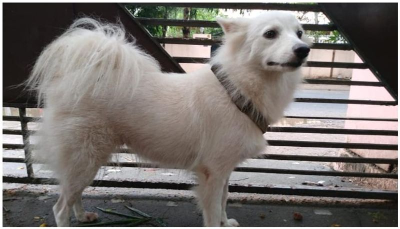 Pomeranian abandoned by owner due to illicit relation with other dog